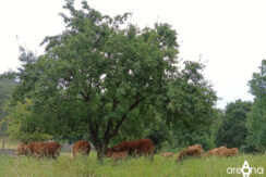 vacas